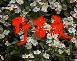 野蔷薇 海报