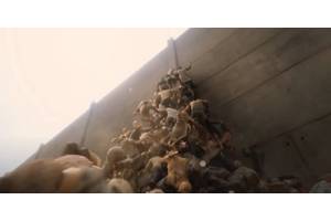 How World War Z Originally Ended (& Why It Was Changed)
