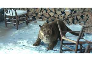 The Mountain Lion's Real Meaning In 1923 Season 2 Episode 1 Explained