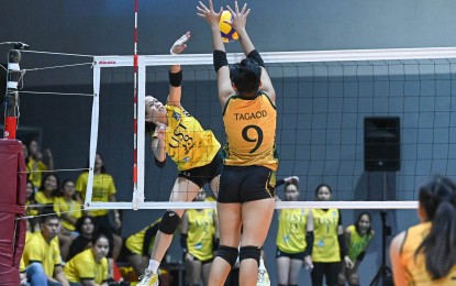 <p><strong>PERSISTENT.</strong> University of Santo Tomas' Regine Grace Jurado (No. 18) tries to score off Far Eastern U's Chenie Tagaod (No. 9) during the V-League Women's Collegiate Challenge at Paco Arena in Manila on Sunday (Aug. 11, 2024). The Golden Tigresses won, 25-23, 25-16, 25-13. <em>(Photo courtesy of V-League)</em></p>