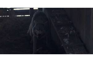 The Real Meaning Of The Killer Wolf In 1923 Season 2, Episode 2 Explained