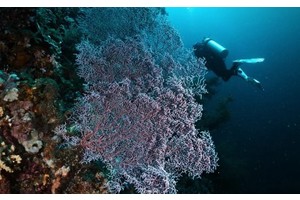 ‘One Visayas’ tour seen to advance E. Visayas tourism