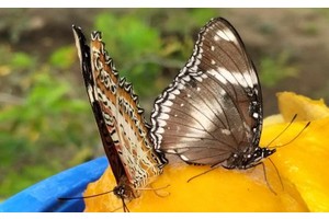 P15-M butterfly garden, koi lagoon to boost Iloilo City attraction