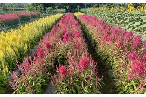 First flower farm opens in Laoag City