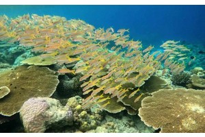 PH's Apo Reef, 2 others named ASEAN’s newest heritage parks