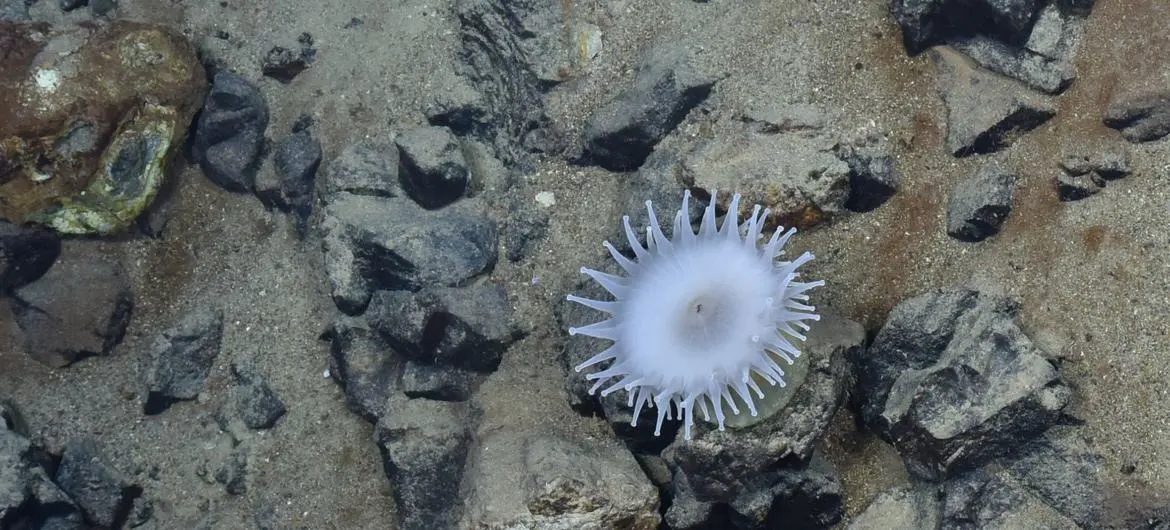 The International Seabed Authority has emerged as a central institution of global ocean architecture, charting a course towards responsible and sustainable use. The International Seabed Authority has emerged as a central institution of global ocean architecture, charting a course towards responsible and sustainable use.