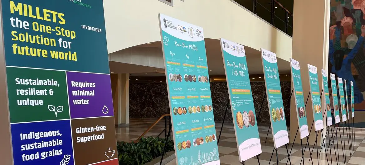 ​The International Year of Millets 2023 was commemorated at the United Nations Headquarters with the launch of a special exhibition on millets.