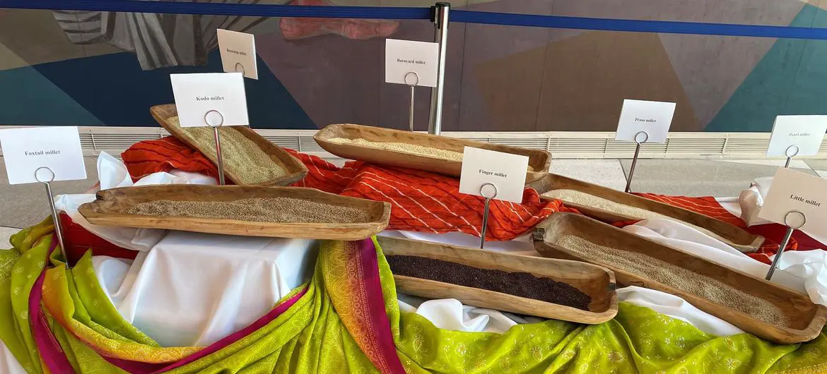 Different varieties of millet grains are on display at the exhibition. 