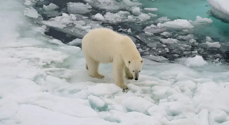 The polar bear's natural habitat is disappearing as ice caps melt due to climate change. The polar bear's natural habitat is disappearing as ice caps melt due to climate change.