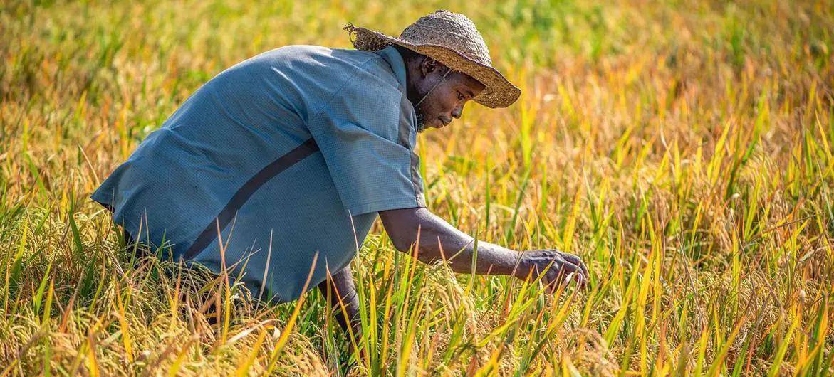 A farmer tends his crops in a field in Nigeria.