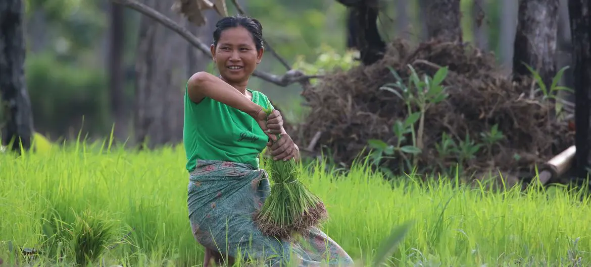 A local rice farmer in Laos.