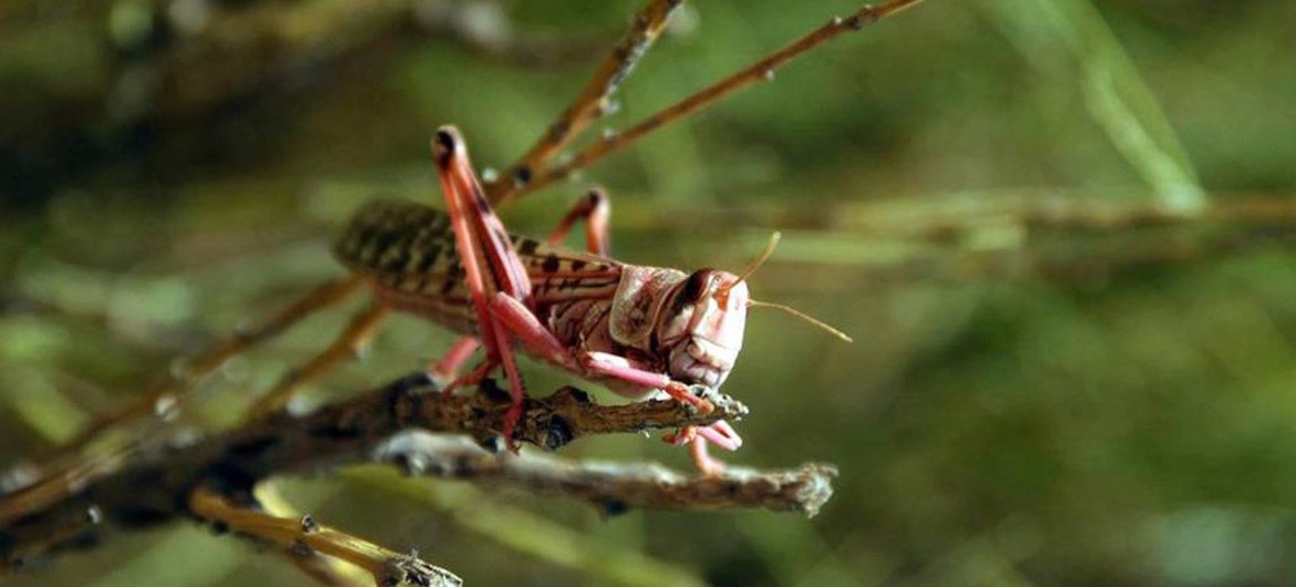Locust swarms can devastate crops and pastures in many parts of Africa and elsewhere. Locust swarms can devastate crops and pastures in many parts of Africa and elsewhere.