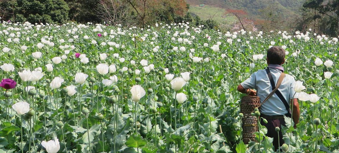 A poppy field in East Shan state, Myanmar. A poppy field in East Shan state, Myanmar.