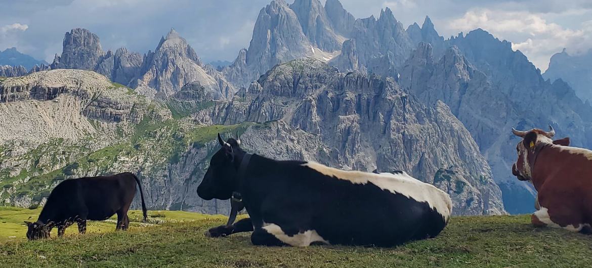 According to a new UN-OECD study, output of meat, dairy and eggs is expected to grow by 17 per cent, while total livestock inventories by 7 per cent. According to a new UN-OECD study, output of meat, dairy and eggs is expected to grow by 17 per cent, while total livestock inventories by 7 per cent.