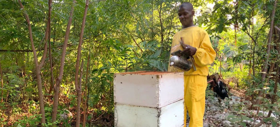 A beekeeper collects honey in southern Haiti.