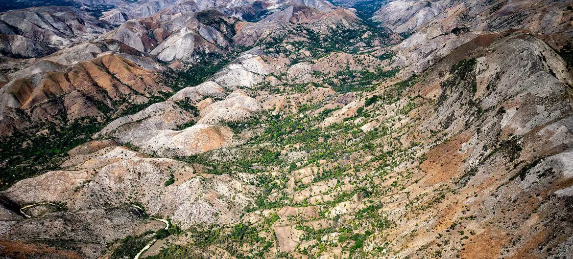 Famers are supporting the reforestation of land in Haiti by planting trees.
