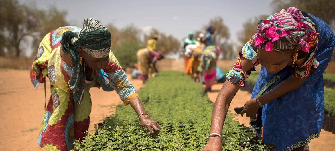 In Koyli Alpha, Senegal, women work in tree nurseries created as part of the Great Green Wall Initiative.