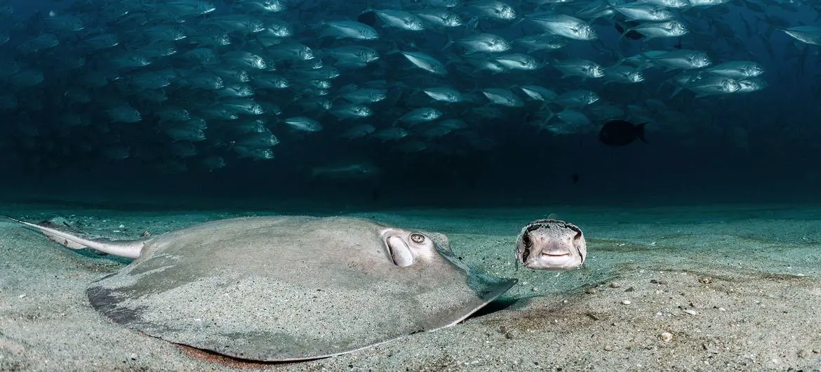 A Diamond Stingray and a one-eyed Porcupine fish search for a meal in the sand as hundreds of Big Eye Jacks school behind them. A Diamond Stingray and a one-eyed Porcupine fish search for a meal in the sand as hundreds of Big Eye Jacks school behind them.