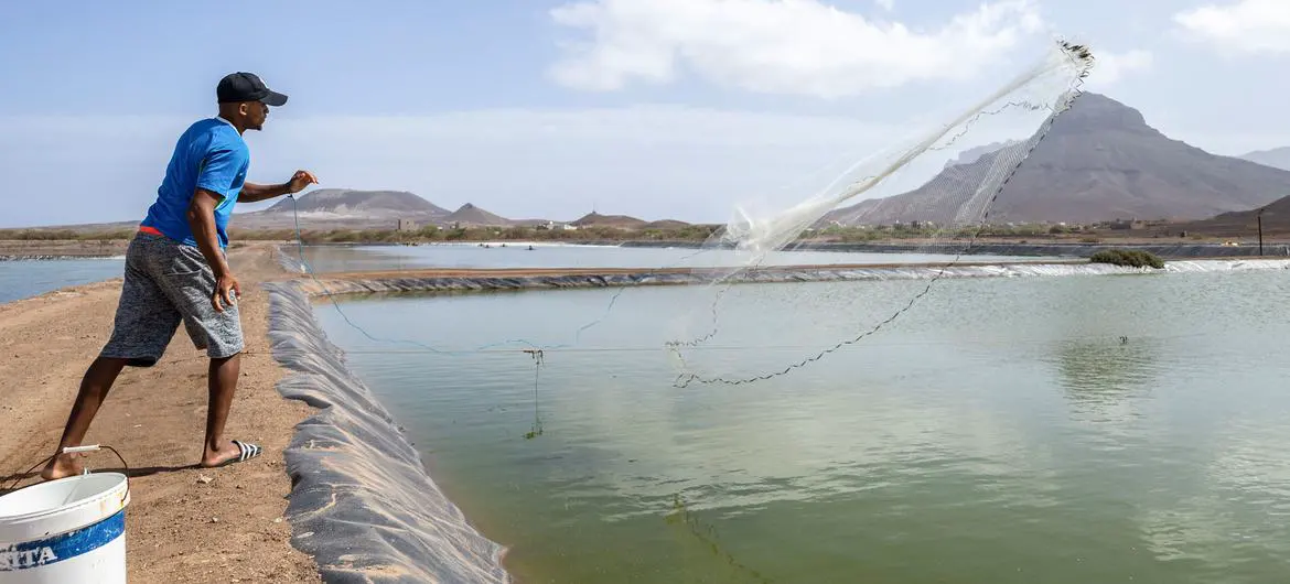 The Fazenda de Camarão shrimp farm in Calhau, Cabo Verde, aligns with goals of promoting sustainable agriculture and fisheries. The Fazenda de Camarão shrimp farm in Calhau, Cabo Verde, aligns with goals of promoting sustainable agriculture and fisheries.