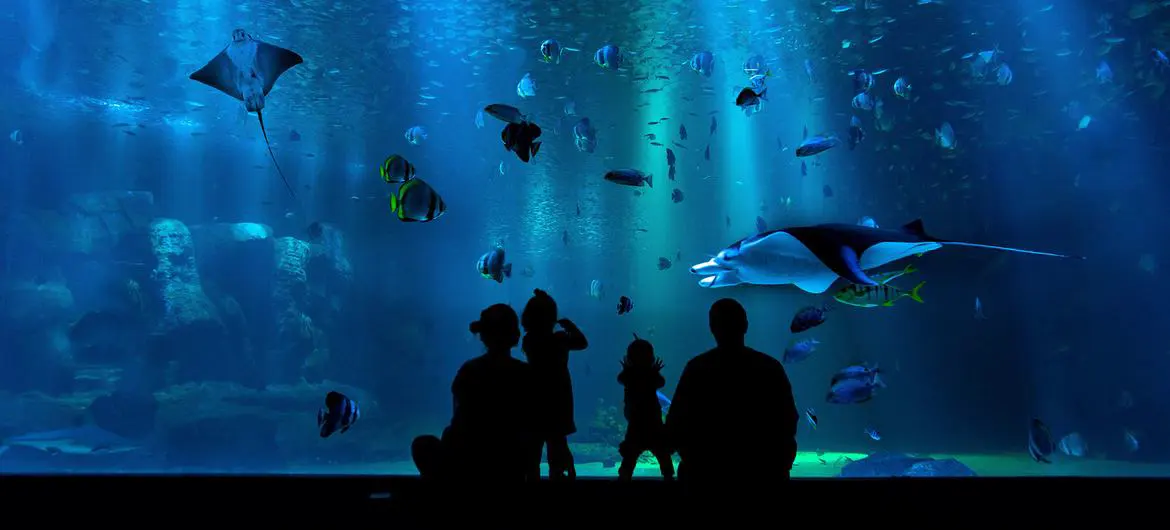 Aquarium’s help young children to discover the aquatic realm in an immersive environment. Aquarium’s help young children to discover the aquatic realm in an immersive environment.