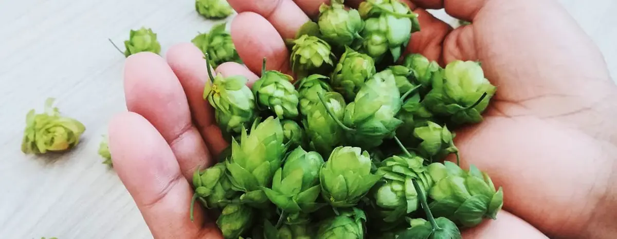 AfriLeap produces and supplies hydroponically grown quality hop cones, empowering local smallholder farmers and saving land and water. AfriLeap produces and supplies hydroponically grown quality hop cones, empowering local smallholder farmers and saving land and water.