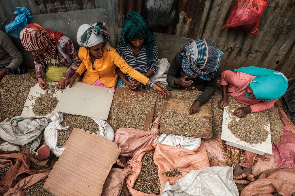 Women sort coffee beans in Addis Ababa, Ethiopia.