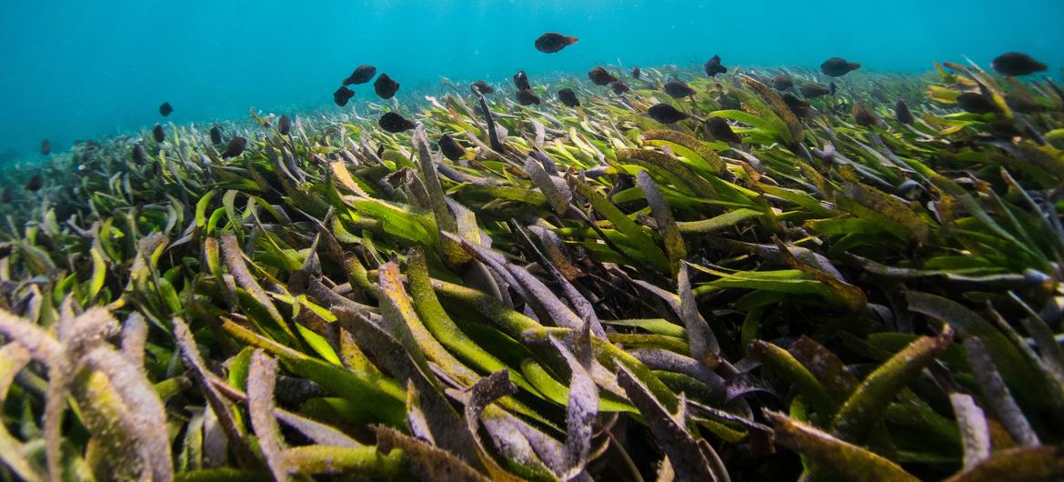 Seagrass, which evolved over 70 million years ago from terrestrial grass, is one of the most diverse and valuable marine ecosystems on the planet. Seagrass, which evolved over 70 million years ago from terrestrial grass, is one of the most diverse and valuable marine ecosystems on the planet.