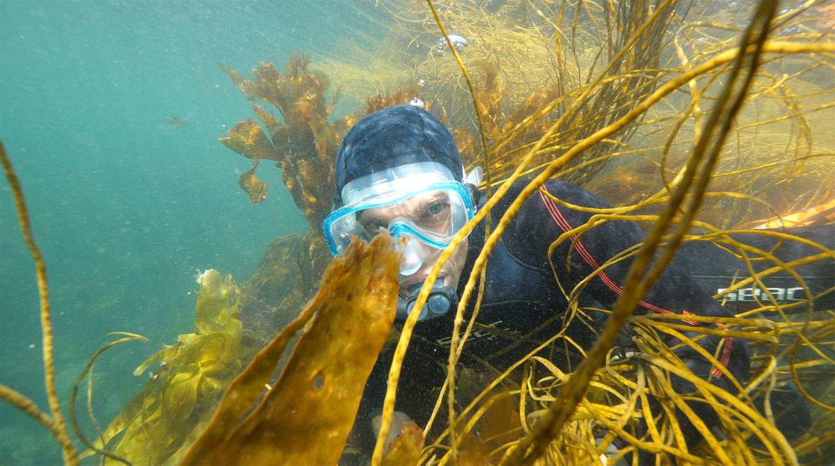 Vincent Doumeizel sometimes speaks of “sea forests” rather than “seaweed” – a linguistic sleight of hand designed to counter the Western bias that sees seaweed as stinky pollution waste. Vincent Doumeizel sometimes speaks of “sea forests” rather than “seaweed” – a linguistic sleight of hand designed to counter the Western bias that sees seaweed as stinky pollution waste.