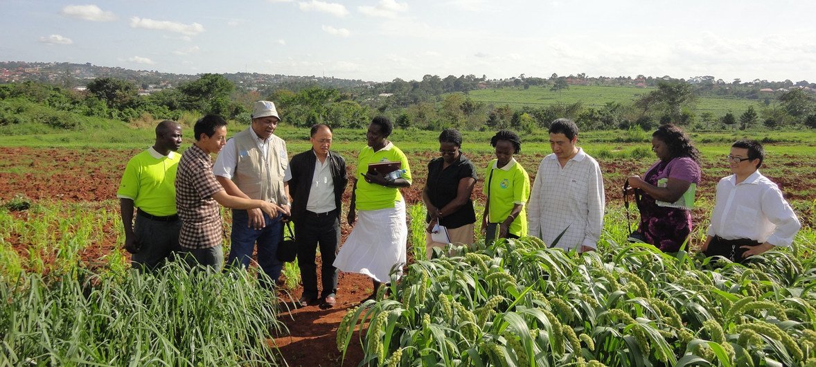 FAO’s South-South Cooperation promotes collaboration and knowledge sharing between Chinese experts and Ugandan farmers. FAO’s South-South Cooperation promotes collaboration and knowledge sharing between Chinese experts and Ugandan farmers.