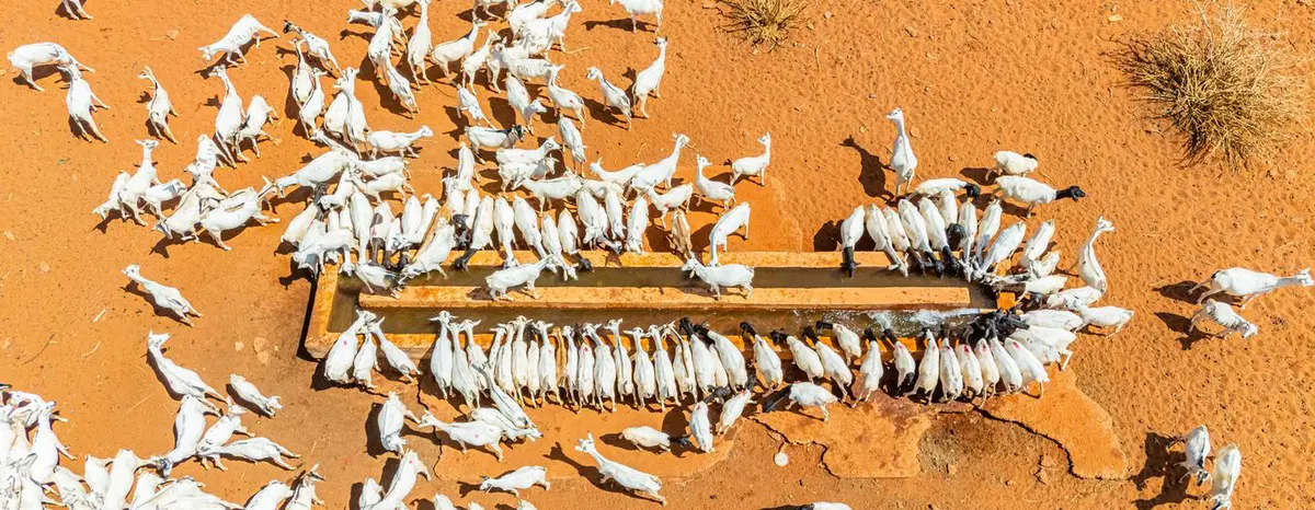 Animals water at a borehole powered by solar energy.