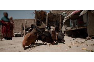 Afghans are ‘out of options’ and desperately need realistic alternatives to poppy cultivation | UN News