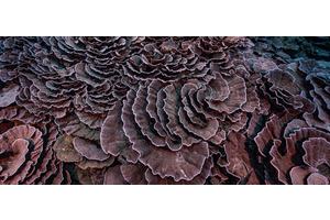 Rare coral reef discovered near Tahiti is ‘like a work of art’, says diver | UN News