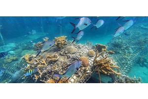 The latest UN biodiversity summit opens in Colombia; here’s what’s at stake | UN News