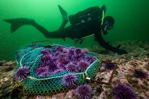 The world’s oceans are dying. Can a UN summit in Nice turn the tide? | UN News