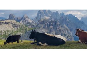 Global demand for meat and dairy set to rise, but climate and nutrition gaps remain | UN News