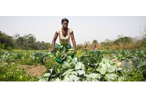 Gender inequalities in food and agriculture are costing world $1 trillion: FAO | UN News