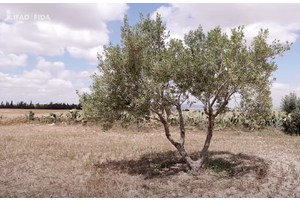 Coffee, tea and cocoa costs see global food import bill soaring past $2 trillion | UN News