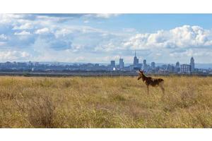Global biodiversity agreement mobilises $200 billion boost for nature | UN News
