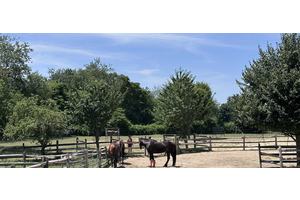 World Horse Day: Honoring humanity’s oldest and most loyal companion | UN News