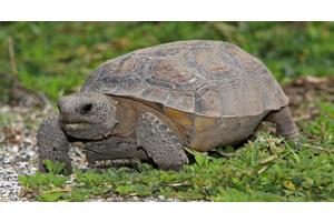 Accelerating extinction rate triggers domino effect of biodiversity loss | UN News