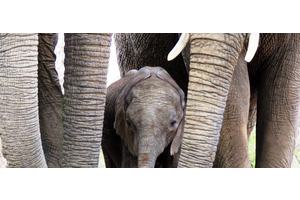 50 years of CITES: Protecting wildlife from trade
