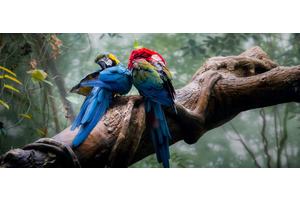 COP27: Protecting biodiversity is protecting the Paris Agreement | UN News