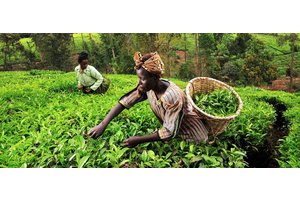 One billion more people could join the ranks of those already unable to afford healthy diet | UN News