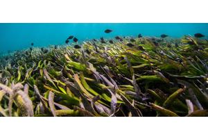 Oceans of opportunity squeezed dry by unsustainable use | UN News