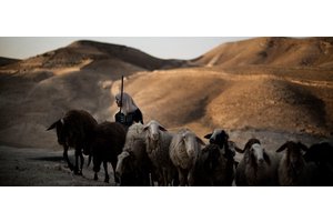 Climate change: New approach needed to gauge animal health impact on emissions | UN News