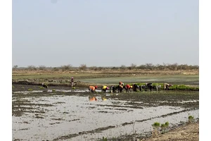 Changing lives in The Gambia: A UN Resident Coordinator blog | UN News