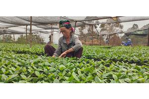 Farmers cultivate an opium