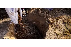 Locust outbreak in Afghanistan threatens wheat harvest | UN News