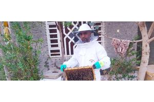 Plenty abuzz on World Bee Day | UN News