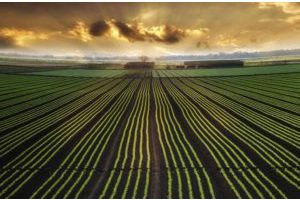 TCS Is Planning To Use Big Data In Agriculture To Solve Woes Of Indian Farmers